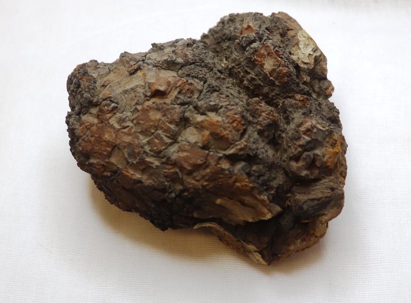 Вот этот кусок чаги, собранной в конце XIX века в Минусинском уезде Енисейской губернии, хранится сейчас в Красноярском краевом краеведческом музее (©)
Что дает чага в тизанах и чайных купажах? Насыщенный и свежий древесный аромат, мягкую терпкость – настоящий вкус дикой природы. Чага прекрасно сочетается с пряностями, медом, имбирем, различными травами, ягодами.