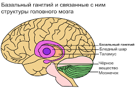 Базальные ганглии (или базальные ядра) — это комплекс подкорковых нейронных узлов, представляющих собой скопления серого вещества, расположенных глубоко в белом веществе больших полушарий головного мозга. Они играют ключевую роль в регуляции движений, эмоций и познавательных функций. 