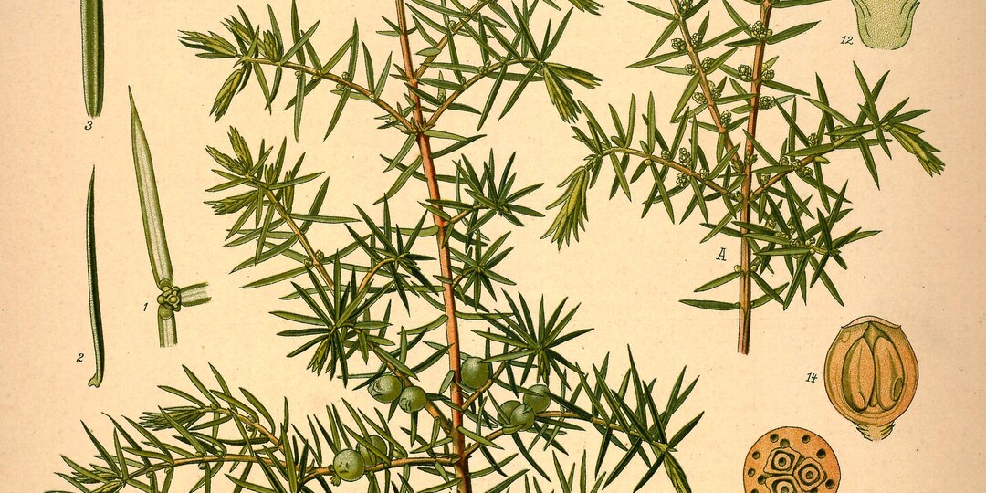 Ягодка моя, можжевеловая