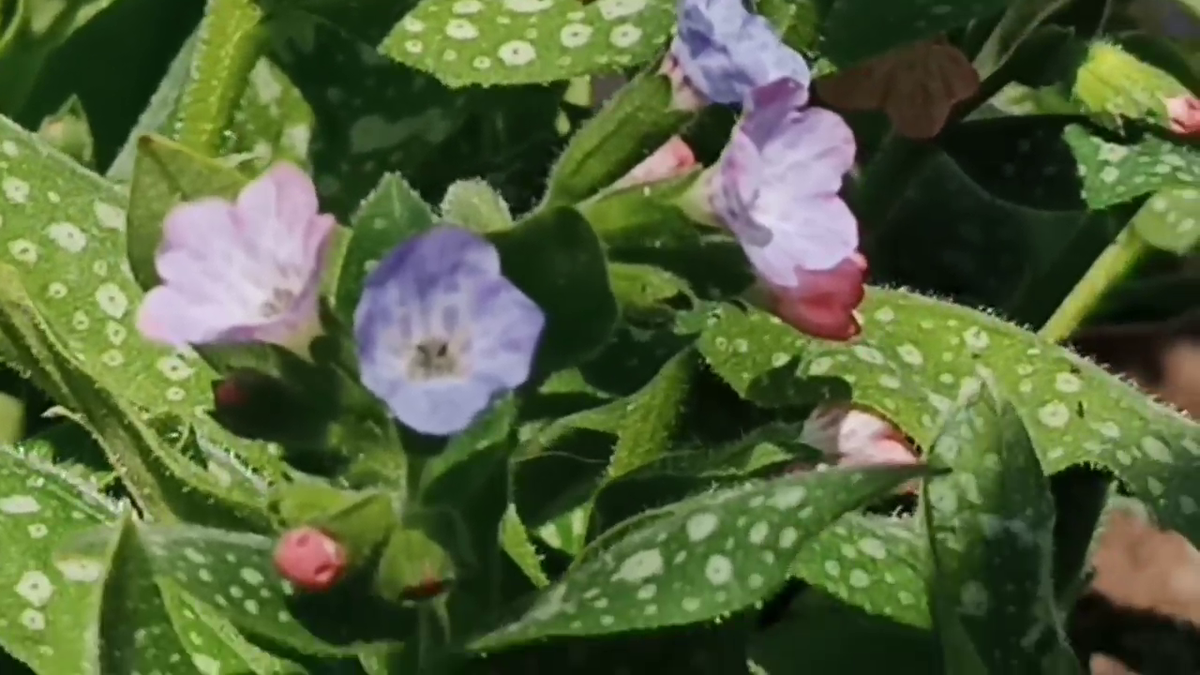 Рудбекия – канал про цветы. Медуница: синие и розовые цветы.