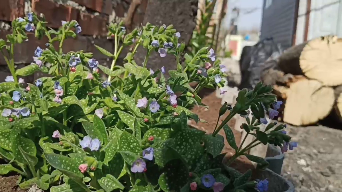 Рудбекия – канал про цветы. Медуница - красавица с крапчатыми листьями.