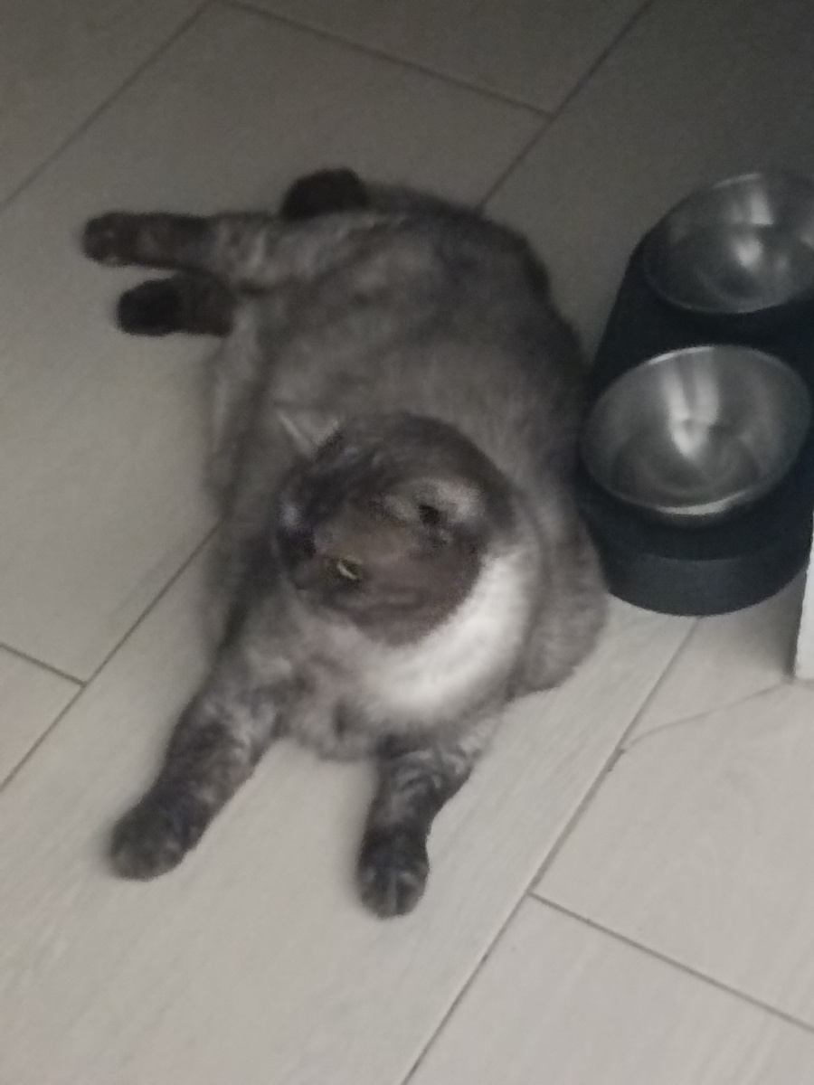 Коша тем временем весь день миску с водой охраняла. Может, боялась, что мы выпьем её воду? 🤔