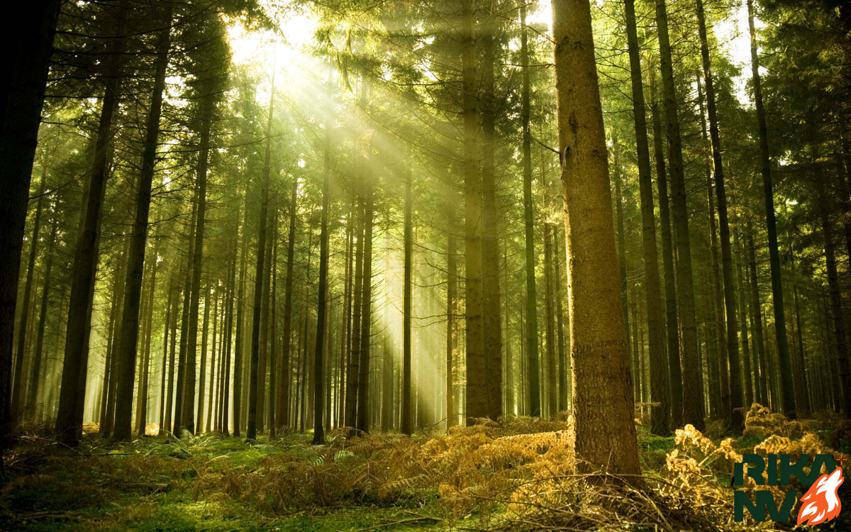 Лес многообразен и прекрасен