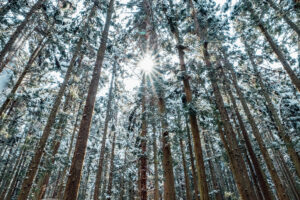 отдых в беловежской пущи