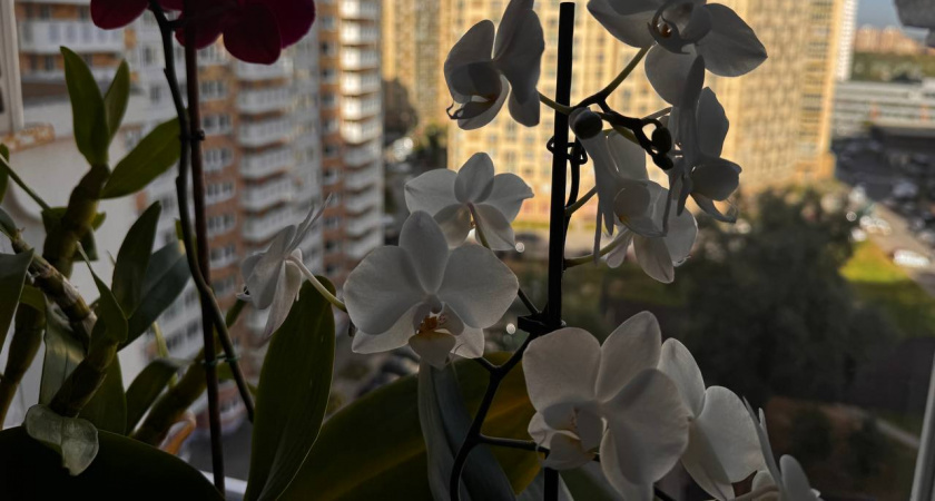    Хотите, чтобы орхидея зимой сошла с ума от цветения? Начните поливать её по правилам - проще не придумать