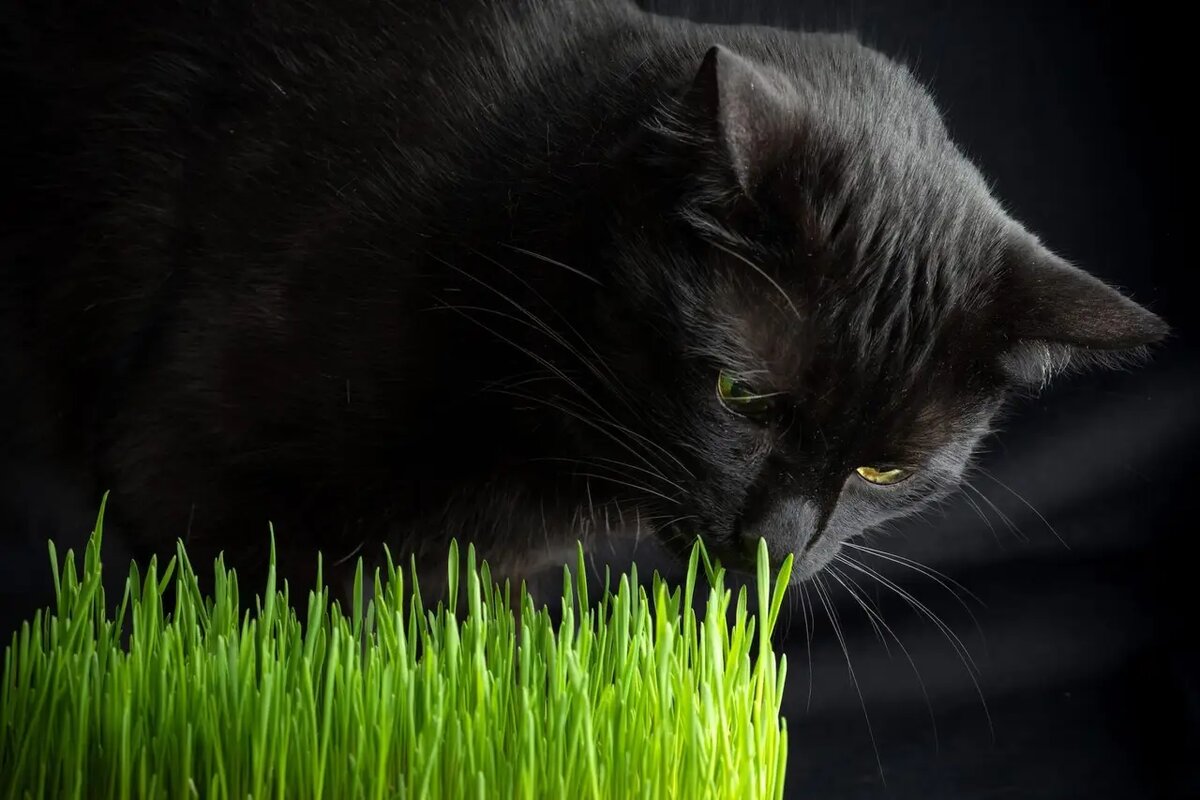    Почему облигатный хищник, чьи предки покоряли саванны, вдруг проявляет такой трогательный интерес к безобидным зеленым росткам? /iStock