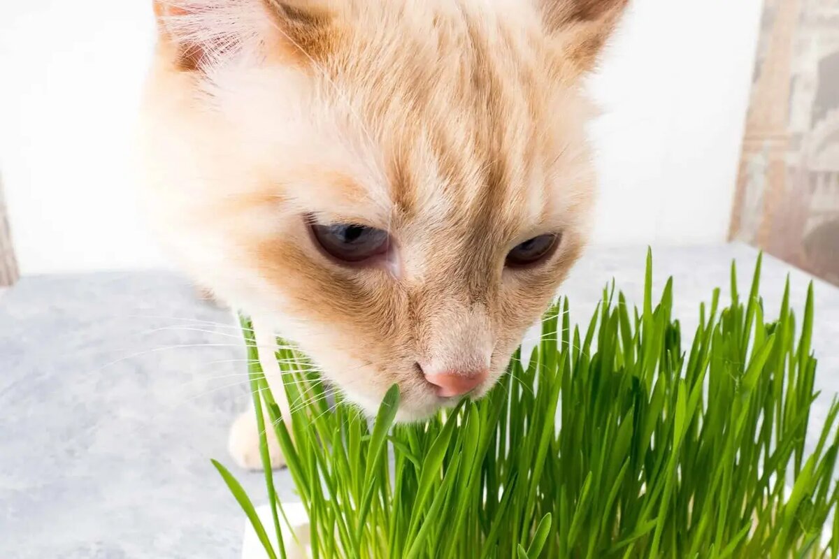    Оказывается, эта тяга — не пищевая прихоть, а тонкий и мудрый механизм саморегуляции /iStock