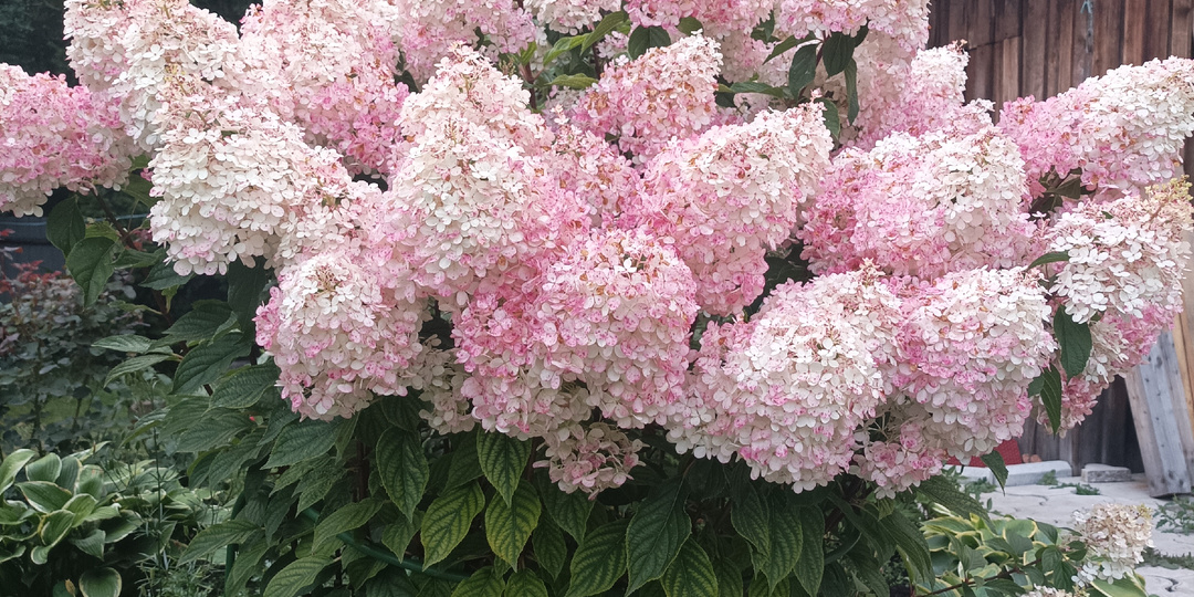 Как развивались и цвели гортензии в сезоне 2025 г