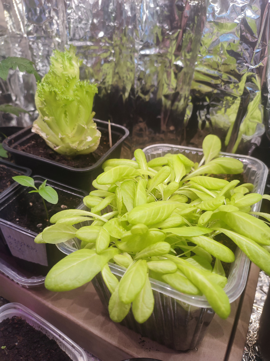 В прошлом сезоне такой салатик удалось вырастить 