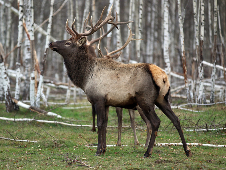   Геннадий Черкасов