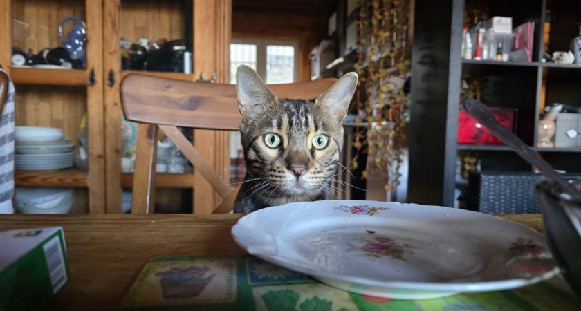    Курдюк у кошки: почему у кошки висит мешок на животе - это не "жирок"