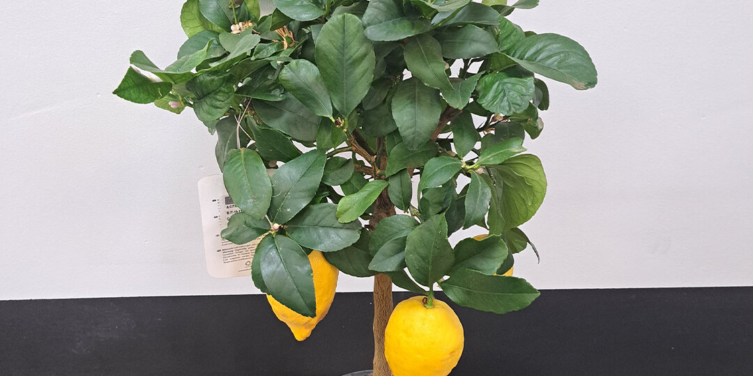 Выращиваем лимоны дома: энциклопедия начинающего лимоновода