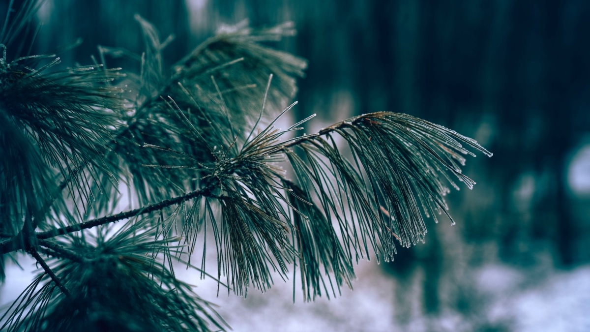 Светлана Мулыкина📷
