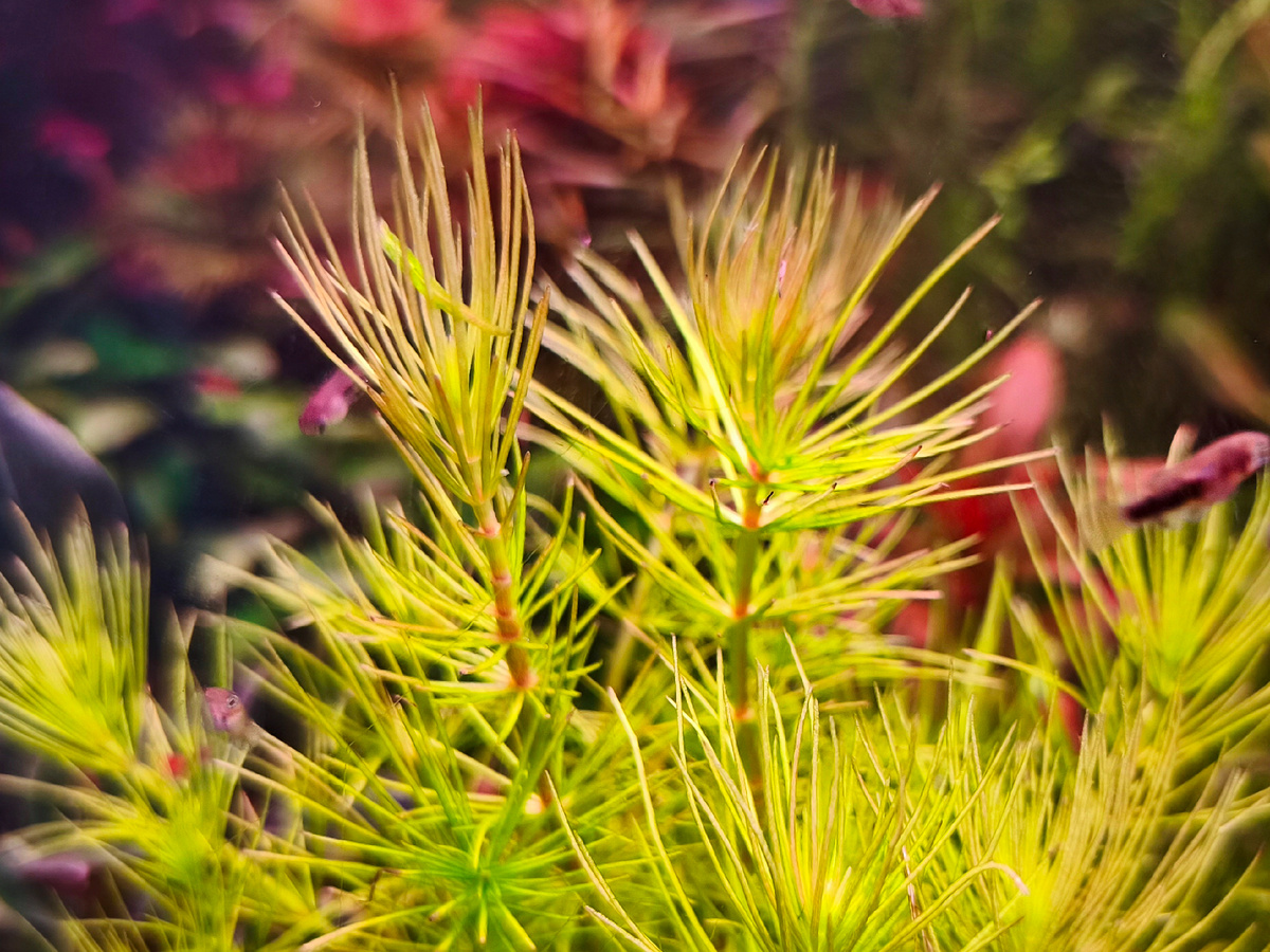 Hydrotriche hottoniiflora. Фото Христенко Юрия. 