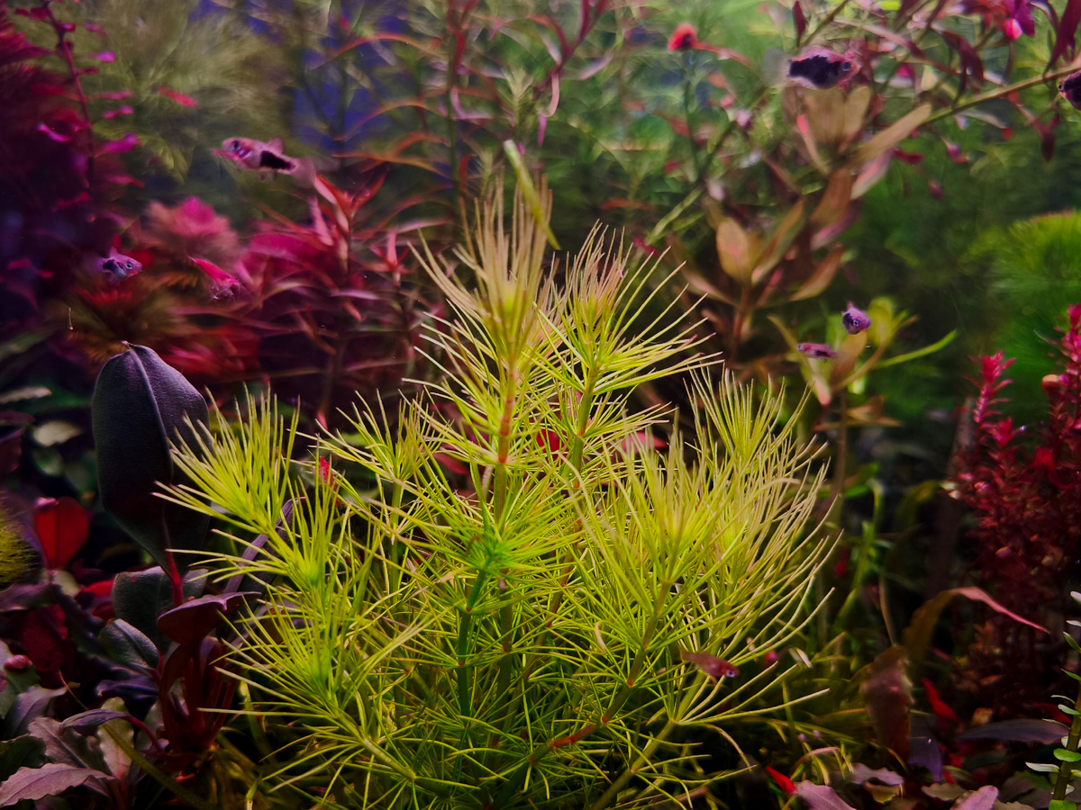 Hydrotriche hottoniiflora. Фото Христенко Юлия 