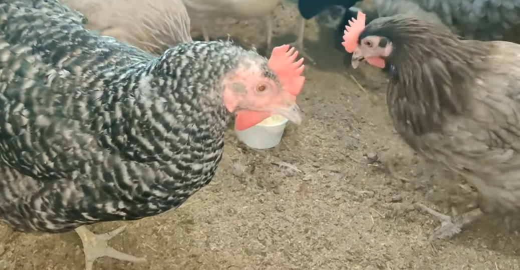 Куры отказываются есть горох: почему и что делать?