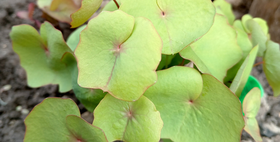 Что в прошлом сезоне не зацвело, а нынче просто обязано