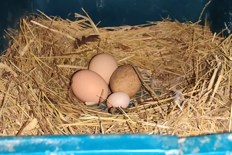 Почему у кур появляются недоразвитые мелкие яйца?