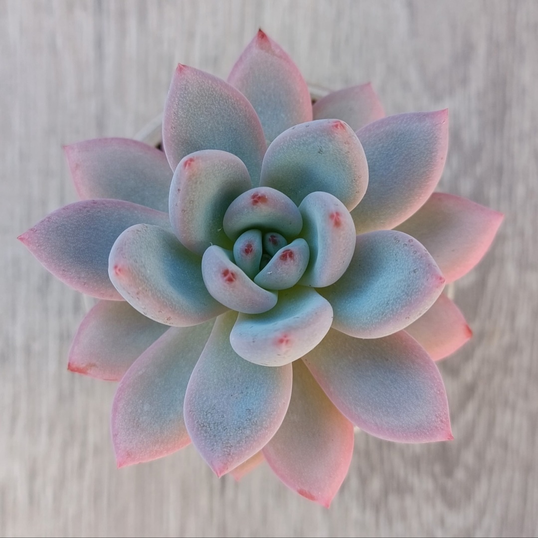 Эта Эхиверия похожа на мою. Она под названием Echeveria Miss Jin