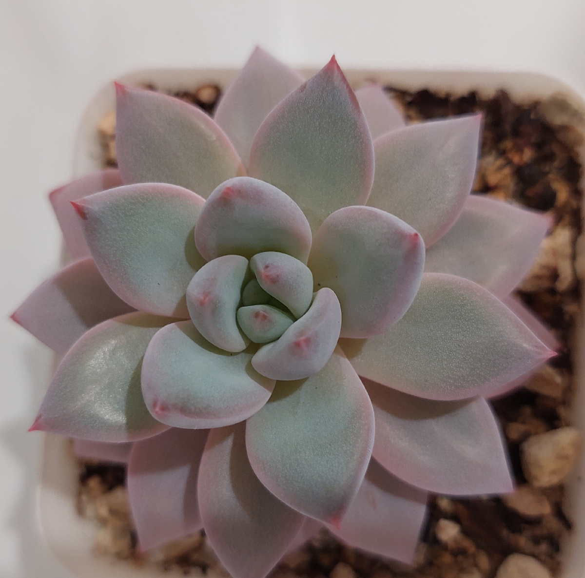 Я незнаю её названия 