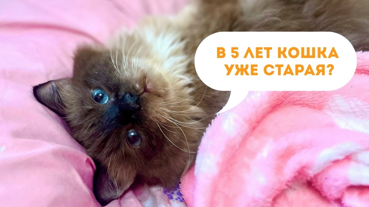 Чудесный шестилетний котик Ховарт уехал домой 26 октября 2025 года. 