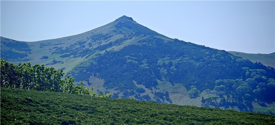 Ковер из можжевельника Саржента
