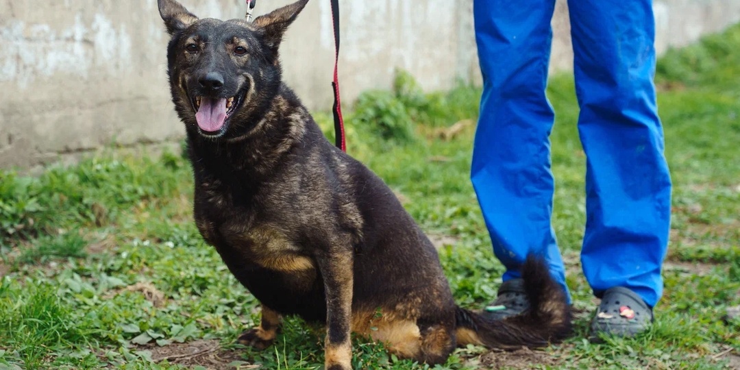 Рак отнял у неё лапы. Равнодушие отнимает последнюю надежду...