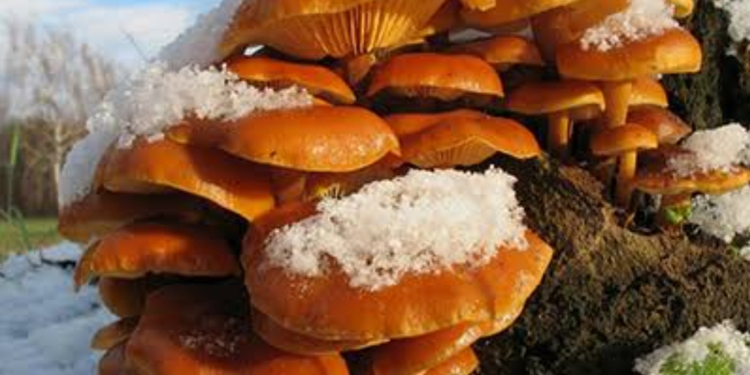 ЗИМНИЙ ОПЁНОК