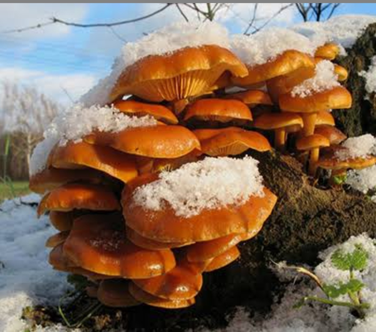 Зимний опёнок