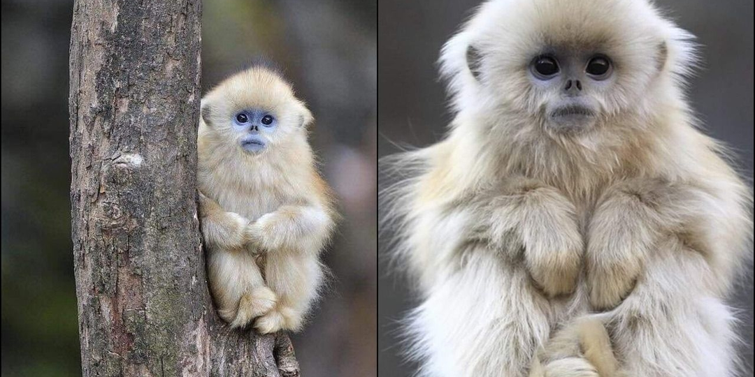 Курносая обезьяна: Лишилась носа и «посинела» от холода. Это самый морозостойкий примат в мире!