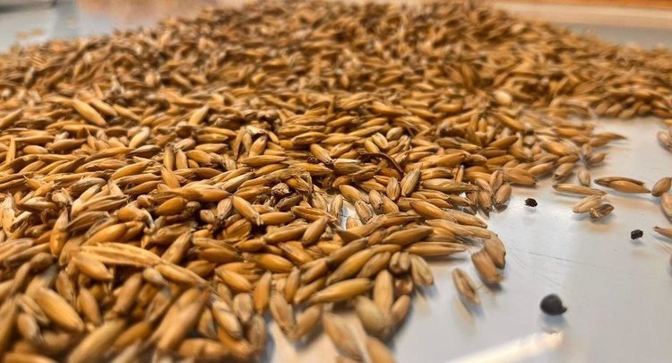    Амбарный вредитель испортил в 3 степени крупную партию ячменя