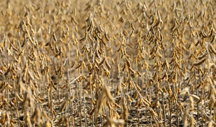    Фото: Иван Дякин/Правительство Приморского края