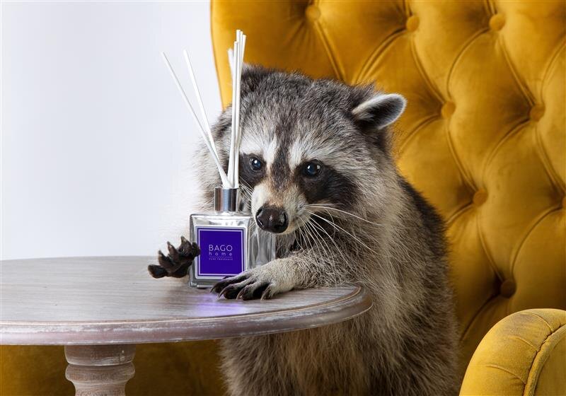 Фото: пресс-служба бренда BAGO home