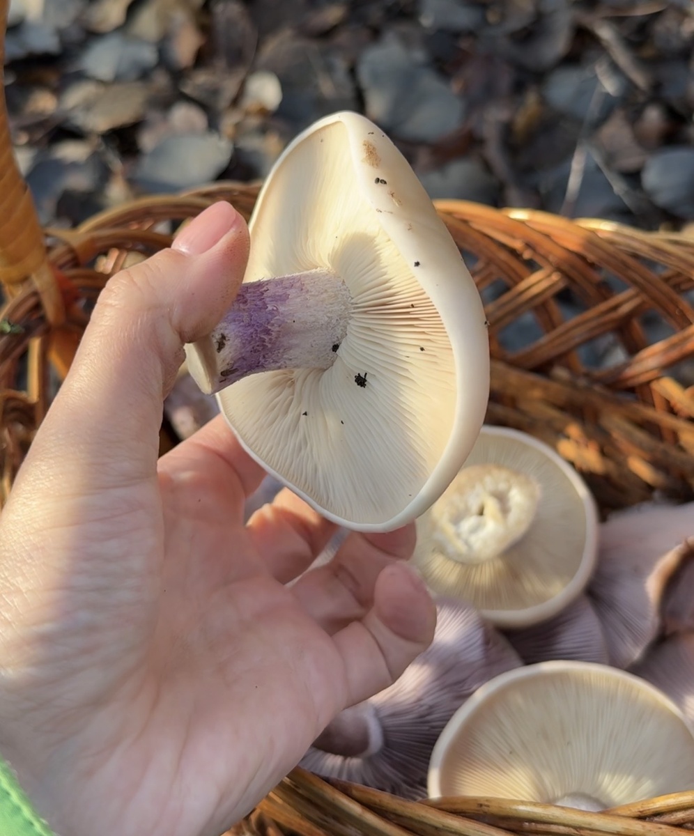 Название рядовки лиловоногая  из-за лиловой ноги