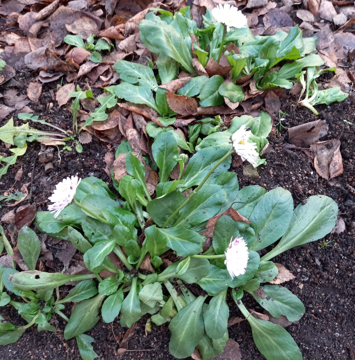 На газоне возле дома маргаритки цвели еще вчера. Для Ярославской области в конце ноября это удивительно. Фото сделано автором 23.11.2025.