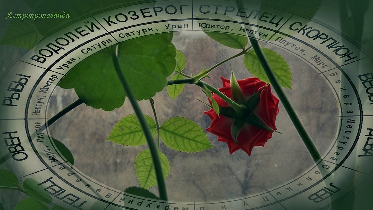 Гороскоп с 24 по 30 ноября 2025: переходы планет, аспекты Венеры | Недельный гороскоп