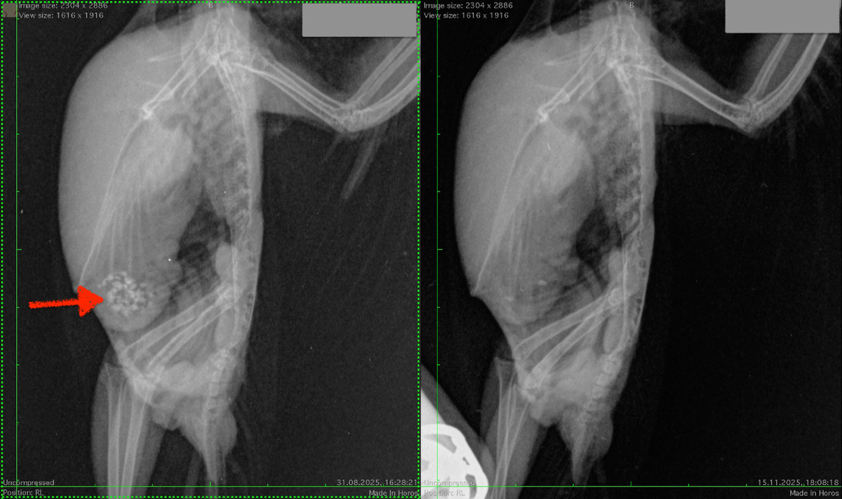 рентген больного попугая до и после лечения. Стрелкой обозначено скопление песка в желудке.