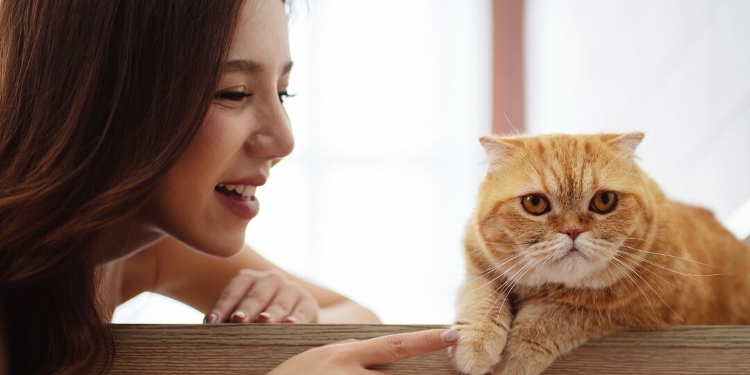 Независимы ли кошки? Почему мы для них — партнёры, а не «родители»