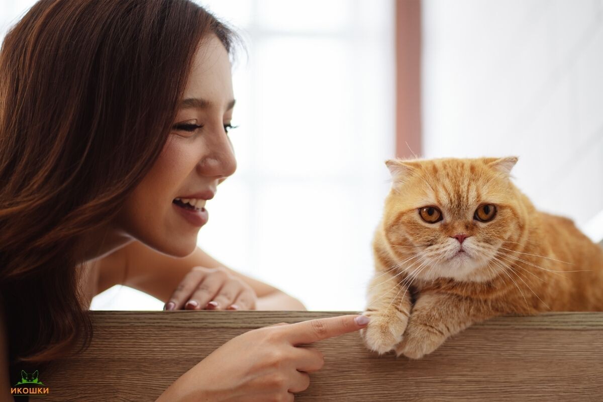 Независимость у кошек 