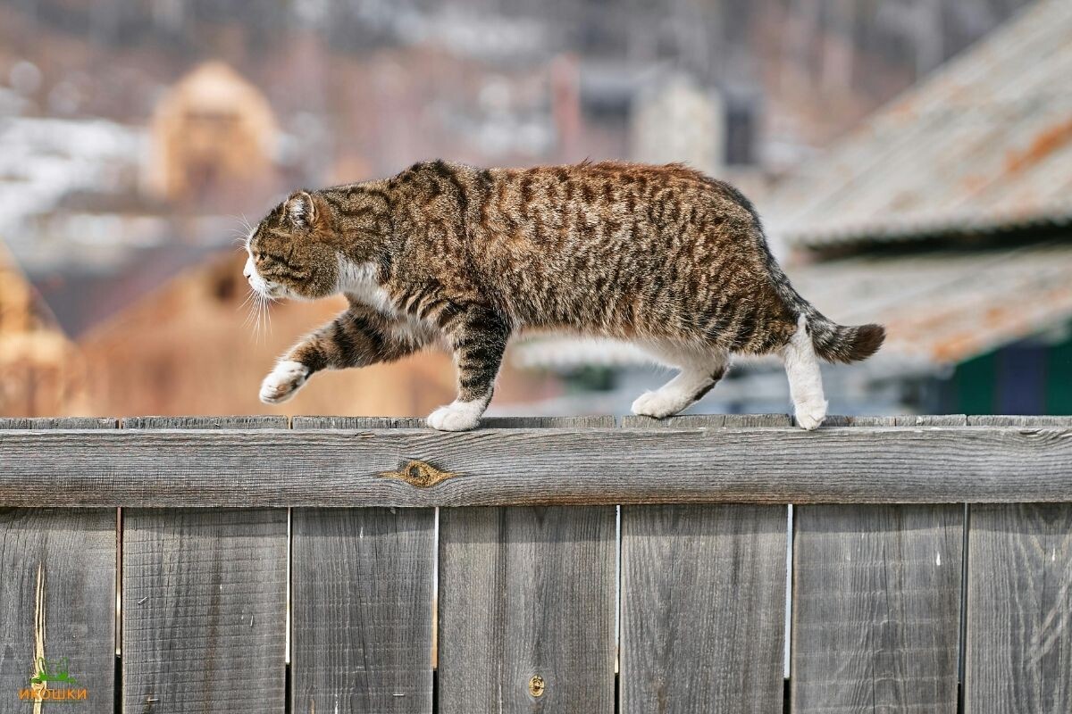 Важный кот на заборе 