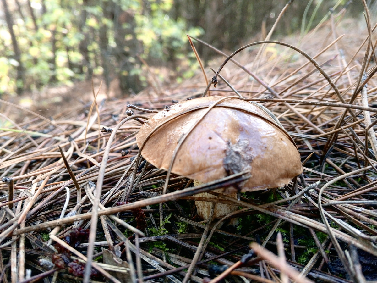 Масленок неокольцованный. Фото авторов