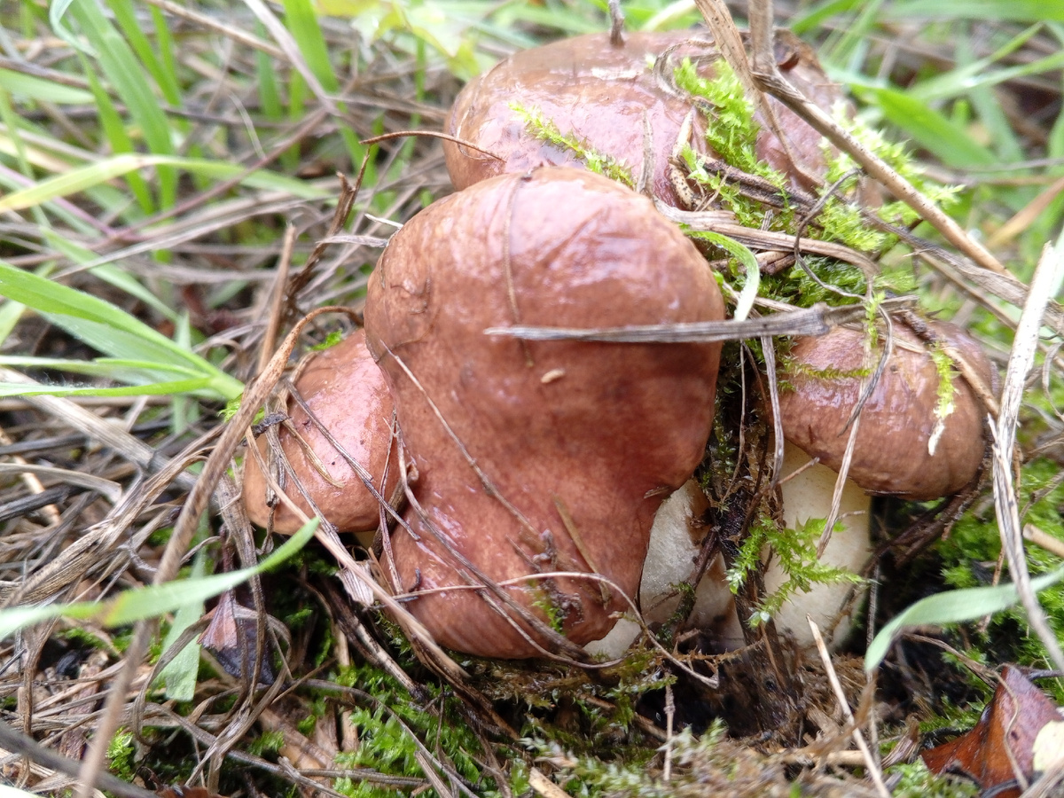 Семейка молодых маслят. Фото авторов