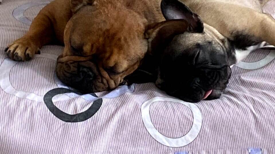 Совместный сон с собакой