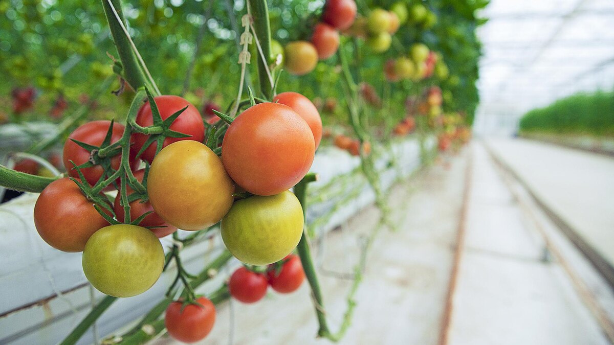    Фото: freepik.com/azerbaijan_stockers