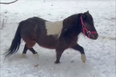Новых обитателей показали в Новосибирском зоопарке