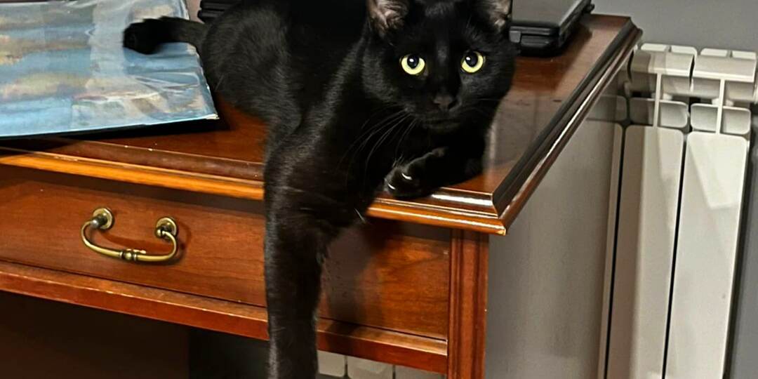 Подожгли гараж, в котором жили бездомные котики