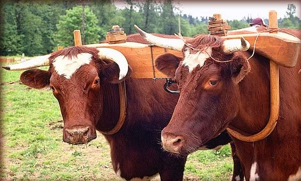 ⚖️Законность и справедливость в России не совместимы.🎪