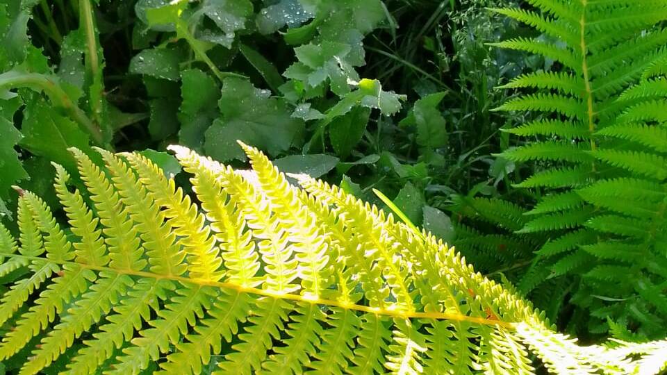 Папоротник страусник обыкновенный (Matteuccia struthiopteris): изящество и благородство в вашем саду
