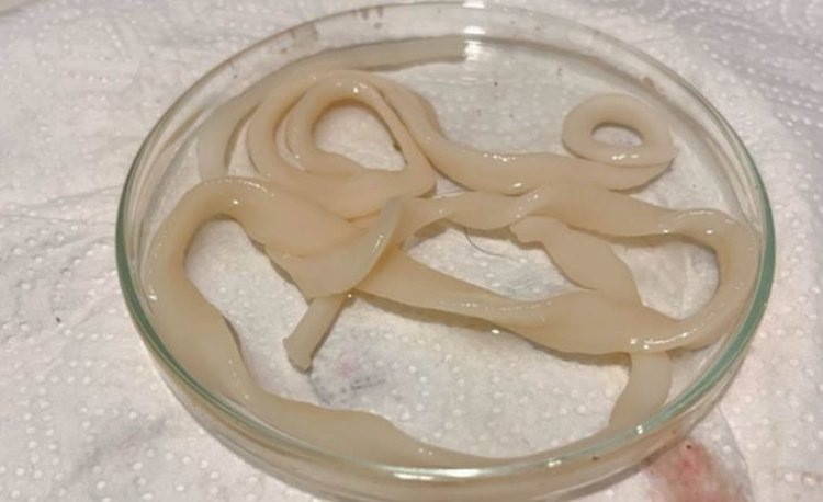    Фото: Карельский научный центр РАН