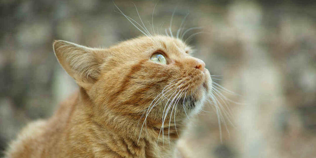 В разрушенный дом после подрыва блоков ракет в Воронеже вернулся рыжий кот